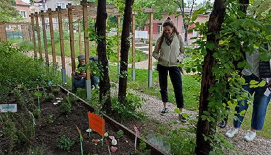 Herbal Garden in School